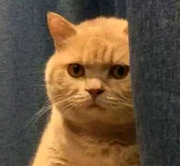 差不多是只猫了的个人资料头像