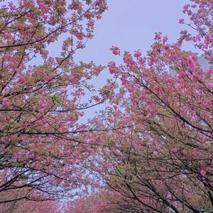 五个汉子搭车头像