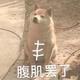 星海大鲨鱼头像