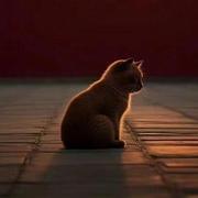 ZhinianDom的个人资料头像