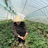 草帽小子陈小二头像