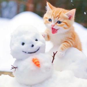 雪猫头像