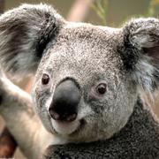 可疑的用户的个人资料头像