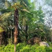 完美山雀fA头像