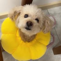 抖粑粑taiyanl头像