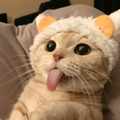 老情初.头像