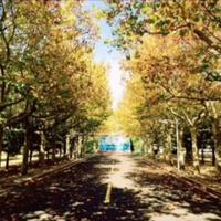 黄柏一树兵头像