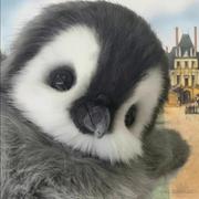 月亮棉花糖的个人资料头像