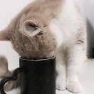 快跑i的个人资料头像