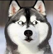 Y_T的个人资料头像