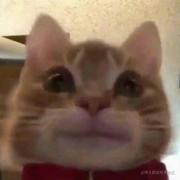 捣蛋鼠汁的个人资料头像