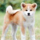 克罗地亚狂想曲的个人资料头像