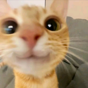 猫了个猫头像