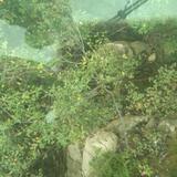 光辉岁月60511头像