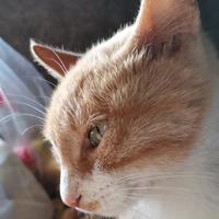 随性自由的雪碧pE头像