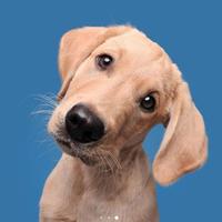 超人波波123头像