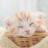 自由小猫Hr头像