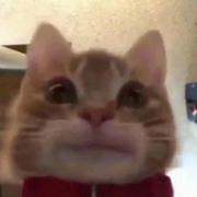 louise的个人资料头像