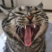 不锈钢大铁锤的个人资料头像