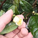 农村小伙吴先生头像