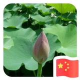 朴实葡萄9FL头像