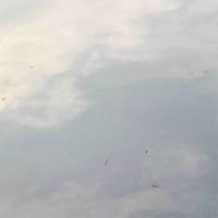 飞翔远方的太阳头像