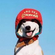 salieri523的个人资料头像