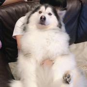 乌头拌饭供应商的个人资料头像