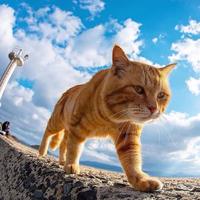 开启吃喝玩乐头像