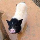 风中的小狮子的个人资料头像