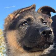 前端阿鹏的个人资料头像