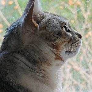 猫咪是我师傅头像