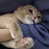 乐天派梦想松韵头像