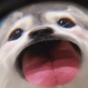 石小石Orzx的个人资料头像