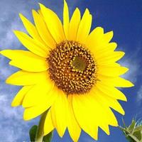 冬日看海人245头像