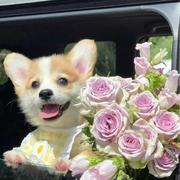 瑞萌萌萌羊的个人资料头像