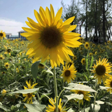 sunflower3075头像