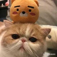 Lik668头像