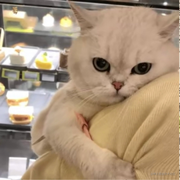 Leya的个人资料头像