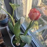 高冷小猫Ruy头像