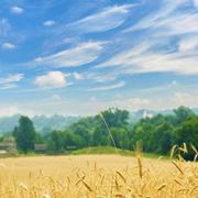 chen553的个人资料头像