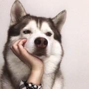 轻敌的个人资料头像