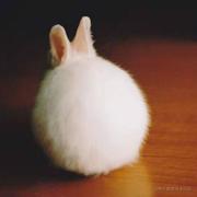 芝诺的乌龟的个人资料头像