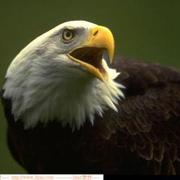 odshen的个人资料头像