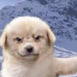 阿邱海鲜行头像