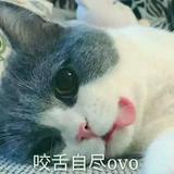 虫儿虫儿飞头像
