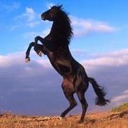 xiaoma的个人资料头像