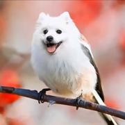 鸿影的个人资料头像