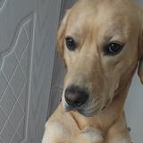 小叮当不再犹豫头像