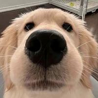 肚饿想吃肉头像